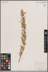Foto von Salix exigua Nutt.